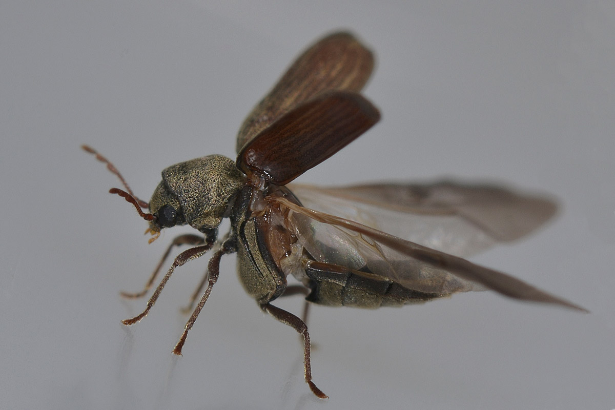 Hemicoelus costatus, Anobiidae